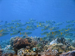 school of fish over a coral garden, taken in Fukui - Buna... by Marian Hernando 